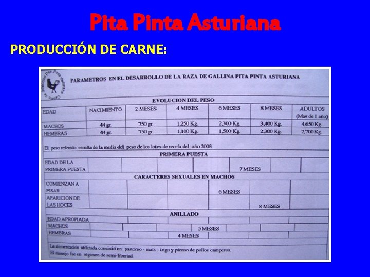 Pita Pinta Asturiana PRODUCCIÓN DE CARNE: 