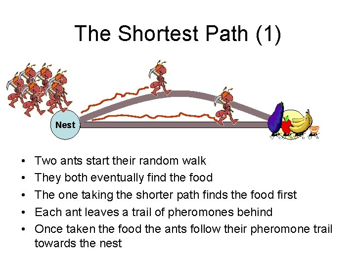 The Shortest Path (1) Nest • • • Food Two ants start their random