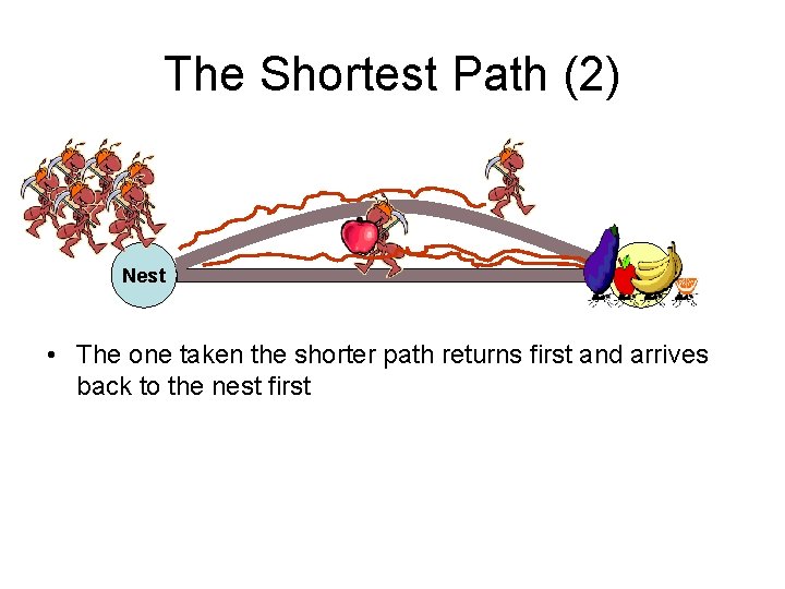 The Shortest Path (2) Nest Food • The one taken the shorter path returns