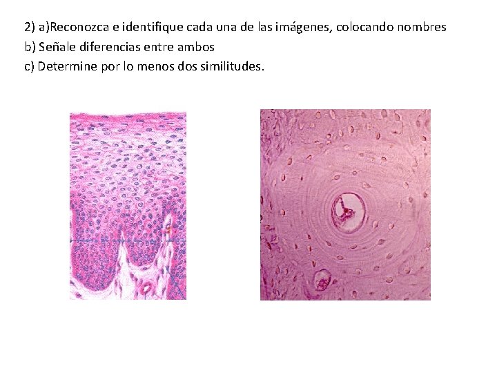 2) a)Reconozca e identifique cada una de las imágenes, colocando nombres b) Señale diferencias