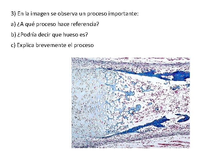 3) En la imagen se observa un proceso importante: a) ¿A qué proceso hace
