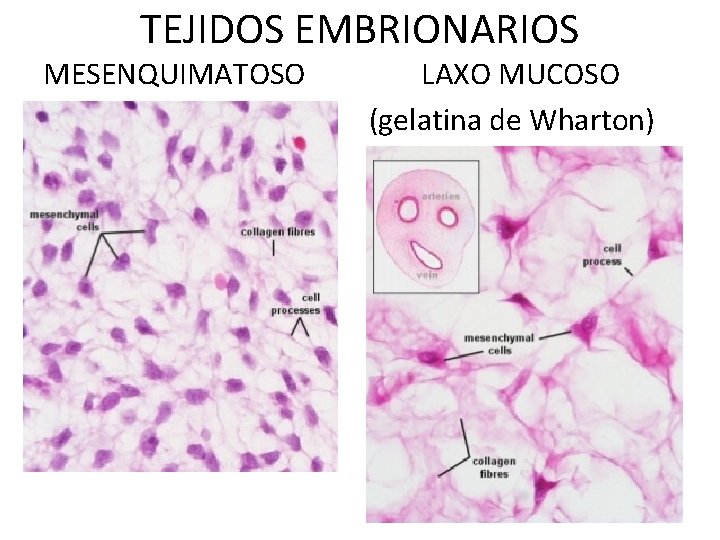 TEJIDOS CONECTIVOS CARACTERSTICAS GENERALES 1 Es un conjunto