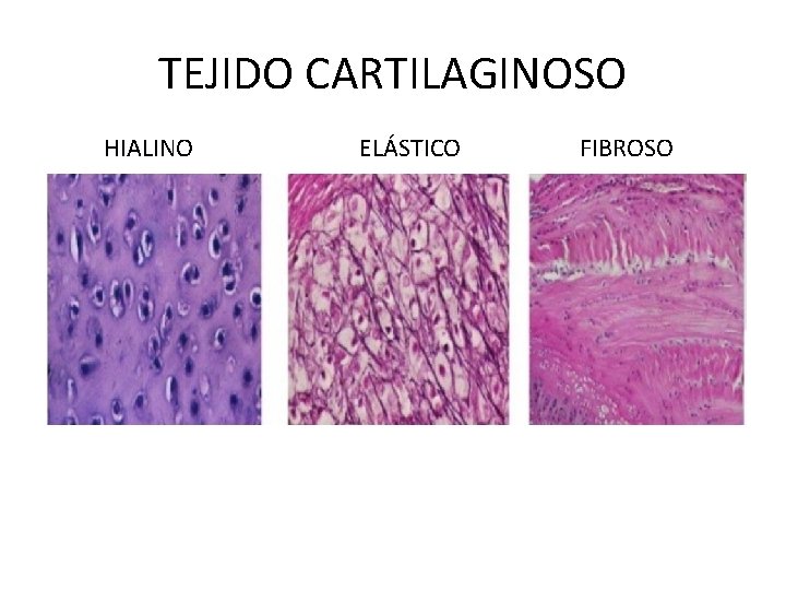 TEJIDOS CONECTIVOS CARACTERSTICAS GENERALES 1 Es un conjunto