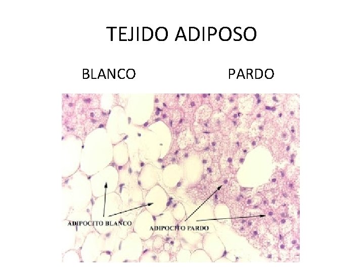 TEJIDO ADIPOSO BLANCO PARDO 