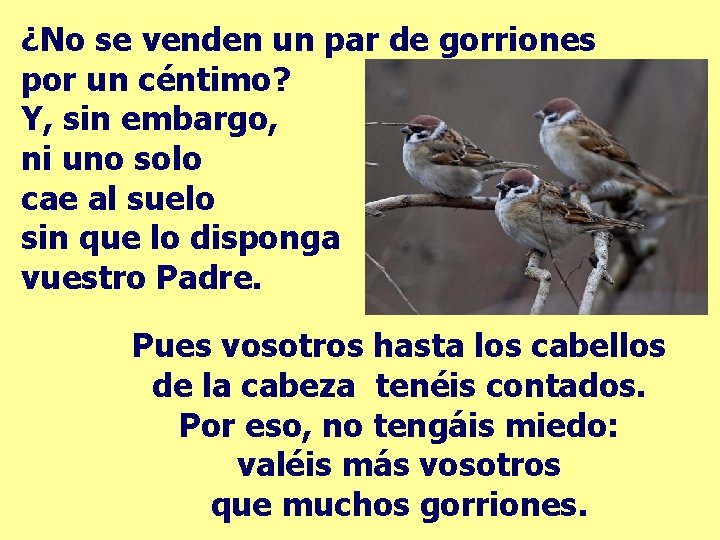 ¿No se venden un par de gorriones por un céntimo? Y, sin embargo, ni