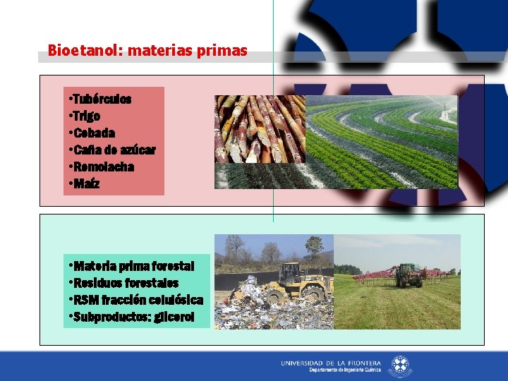 Bioetanol: materias primas • Tubérculos • Trigo • Cebada • Caña de azúcar •