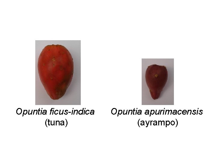 Opuntia ficus-indica (tuna) Opuntia apurimacensis (ayrampo) 