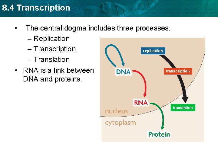 8. 4 Transcription • The central dogma includes three processes. – Replication – Transcription