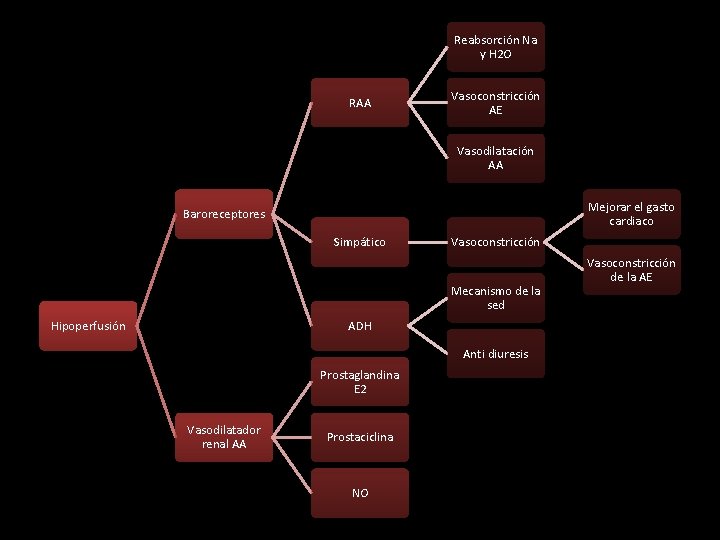 Reabsorción Na y H 2 O RAA Vasoconstricción AE Vasodilatación AA Mejorar el gasto