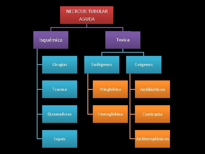 NECROSIS TUBULAR AGUDA Isquémica Cirugías Toxica Endógenos Exógenos Trauma Mioglobina Antibióticos Quemaduras Hemoglobina Contraste