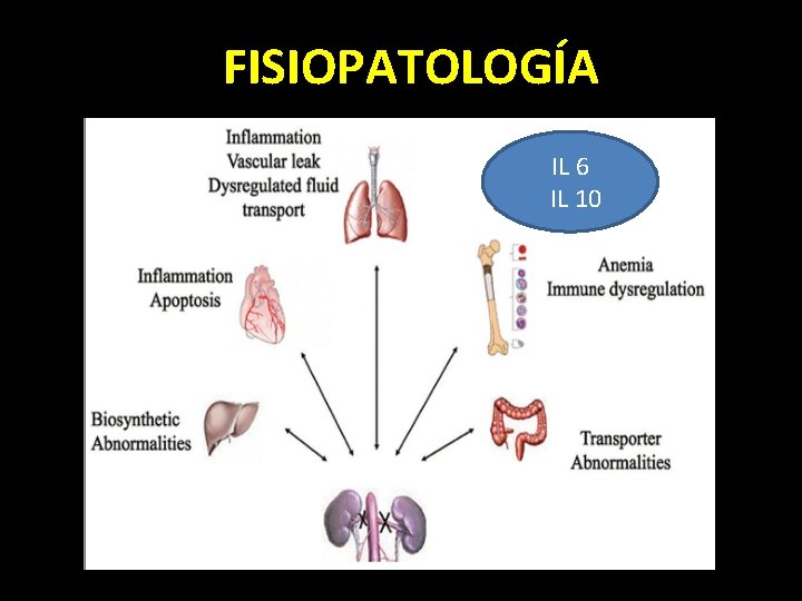 FISIOPATOLOGÍA IL 6 IL 10 