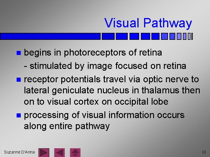 Visual Pathway begins in photoreceptors of retina - stimulated by image focused on retina