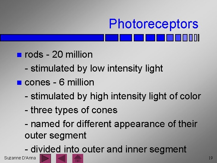 Photoreceptors rods - 20 million - stimulated by low intensity light n cones -