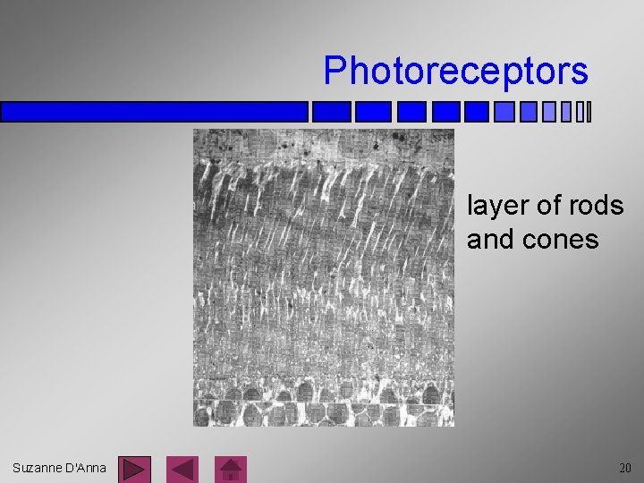 Photoreceptors layer of rods and cones Suzanne D'Anna 20 