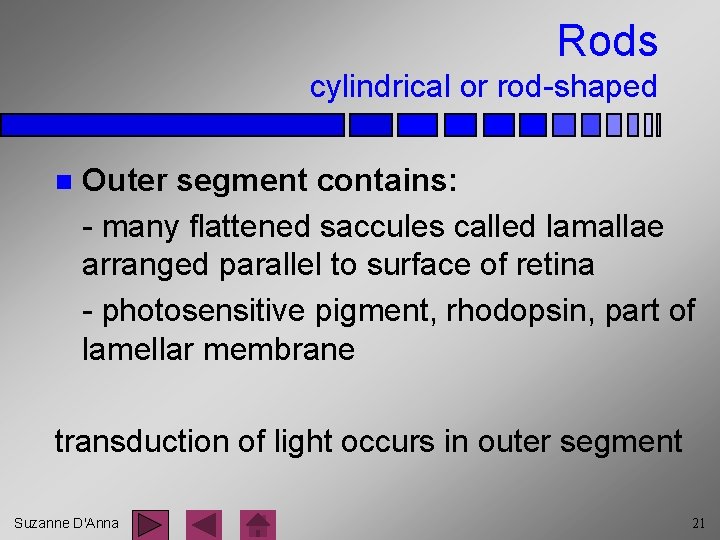 Rods cylindrical or rod-shaped n Outer segment contains: - many flattened saccules called lamallae