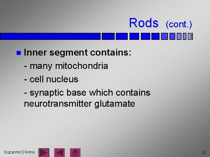 Rods n (cont. ) Inner segment contains: - many mitochondria - cell nucleus -