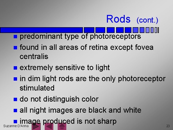 Rods (cont. ) predominant type of photoreceptors n found in all areas of retina