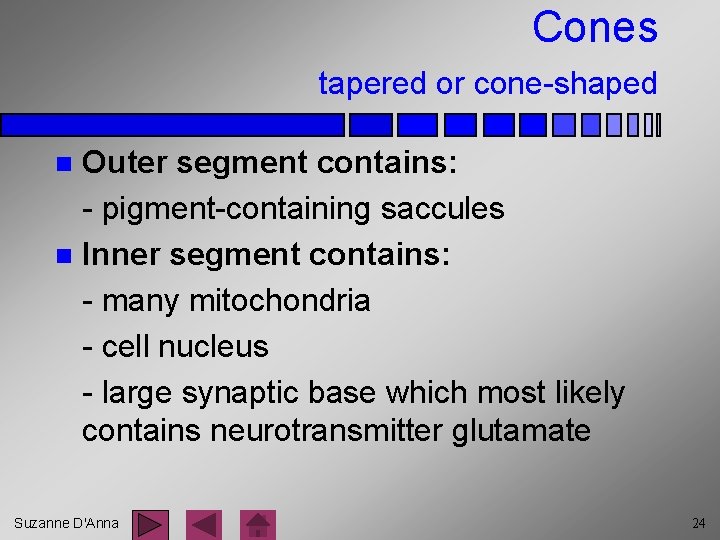 Cones tapered or cone-shaped Outer segment contains: - pigment-containing saccules n Inner segment contains: