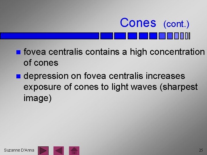 Cones (cont. ) fovea centralis contains a high concentration of cones n depression on