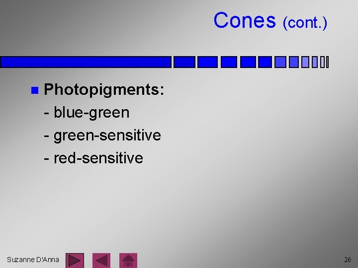 Cones (cont. ) n Photopigments: - blue-green - green-sensitive - red-sensitive Suzanne D'Anna 26