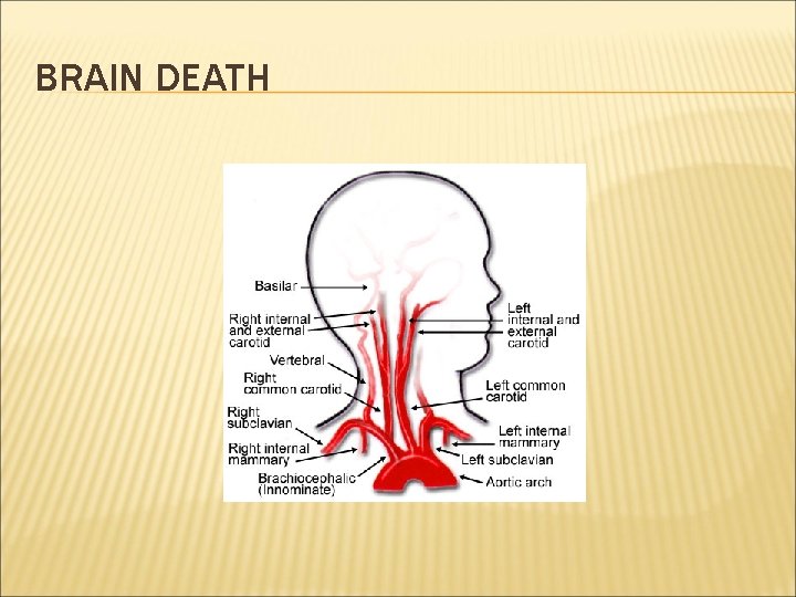 BRAIN DEATH 