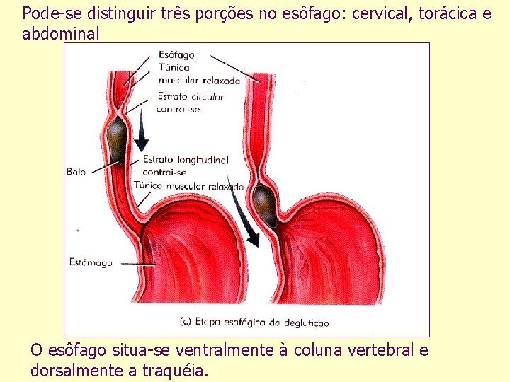 Pode-se distinguir três porções no esôfago: cervical, torácica e abdominal O esôfago situa-se ventralmente
