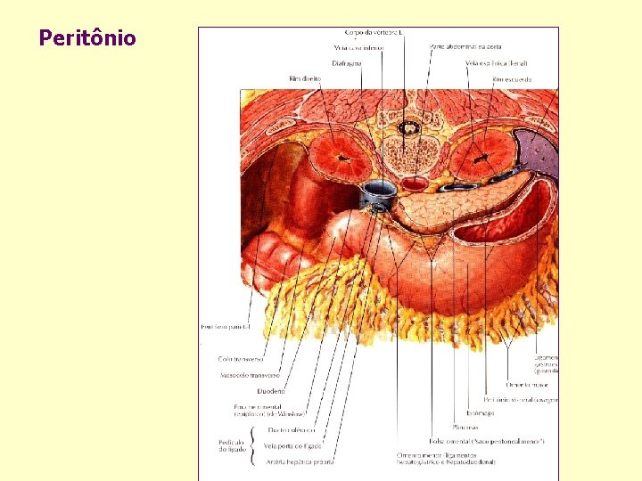 Peritônio 