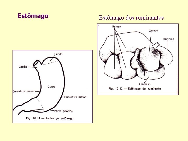 Estômago dos ruminantes 