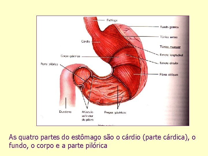 As quatro partes do estômago são o cárdio (parte cárdica), o fundo, o corpo