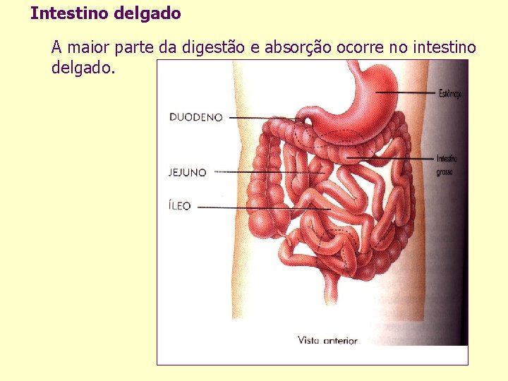 Intestino delgado A maior parte da digestão e absorção ocorre no intestino delgado. 