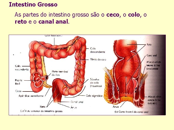 Intestino Grosso As partes do intestino grosso são o ceco, o colo, o reto