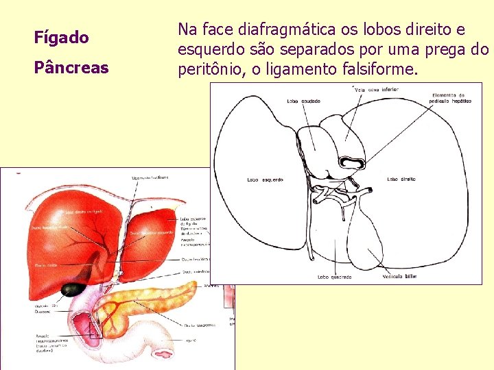 Fígado Pâncreas Na face diafragmática os lobos direito e esquerdo são separados por uma