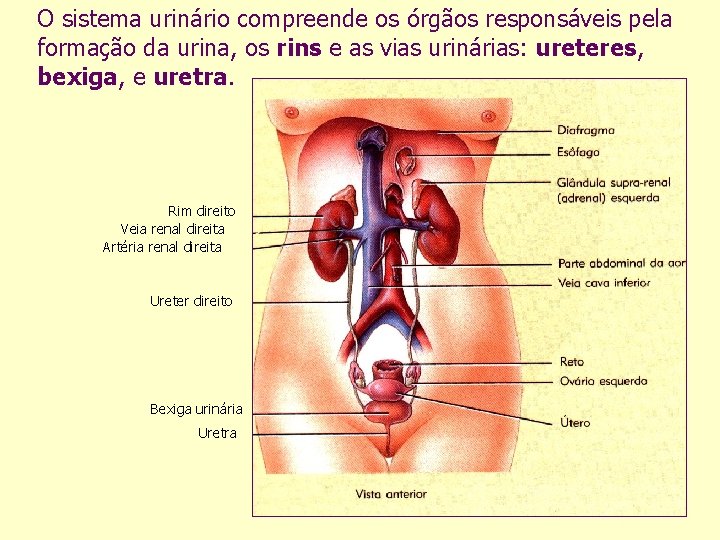 O sistema urinário compreende os órgãos responsáveis pela formação da urina, os rins e