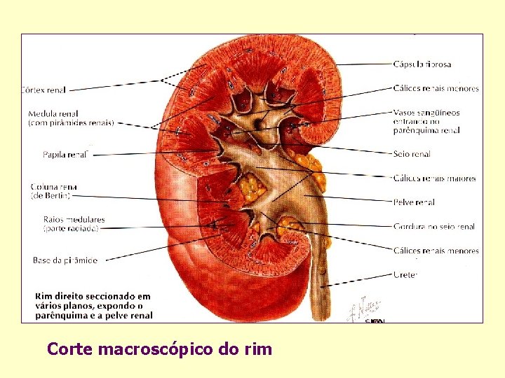 Corte macroscópico do rim 