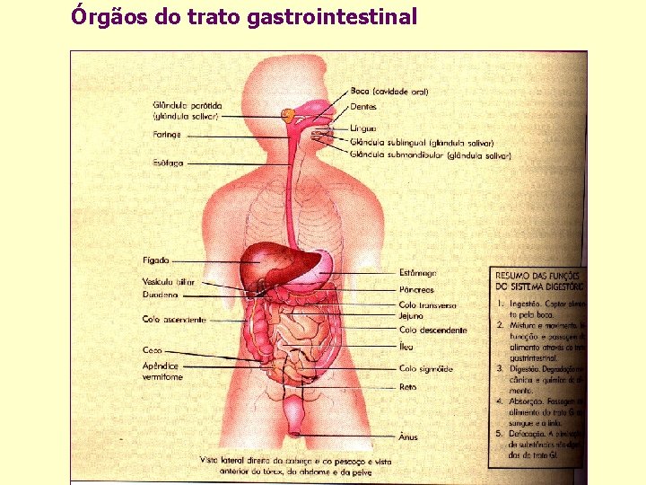 Órgãos do trato gastrointestinal 