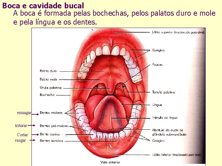 Boca e cavidade bucal A boca é formada pelas bochechas, pelos palatos duro e