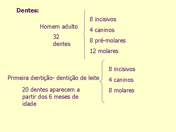 Dentes: 8 incisivos Homem adulto 32 dentes 4 caninos 8 pré-molares 12 molares 8