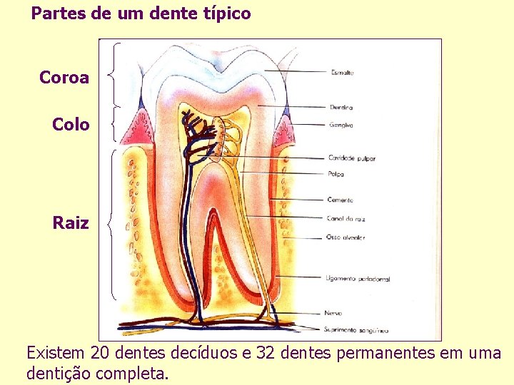 Partes de um dente típico Coroa Colo Raiz Existem 20 dentes decíduos e 32