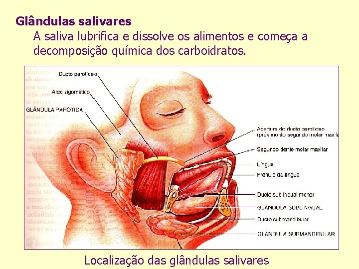 Glândulas salivares A saliva lubrifica e dissolve os alimentos e começa a decomposição química