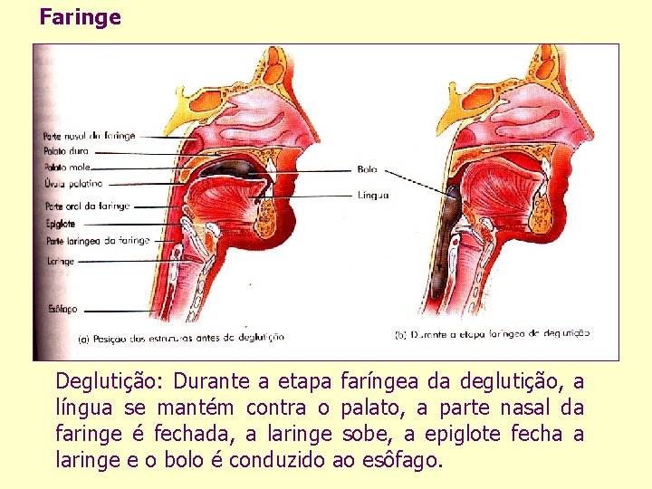 Faringe Deglutição: Durante a etapa faríngea da deglutição, a língua se mantém contra o