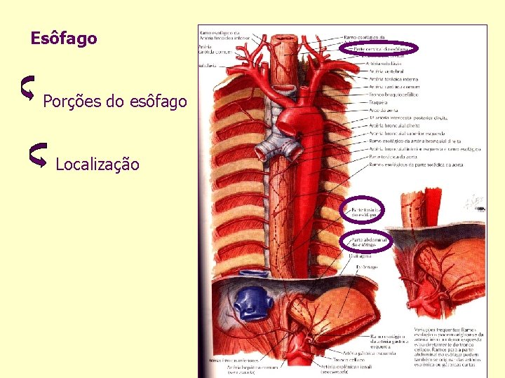 Esôfago Porções do esôfago Localização 