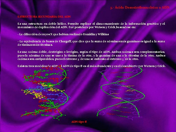 3. - Ácido Desoxirribonucleico o ADN ESTRUCTURA SECUNDARIA DEL ADN Es una estructura en