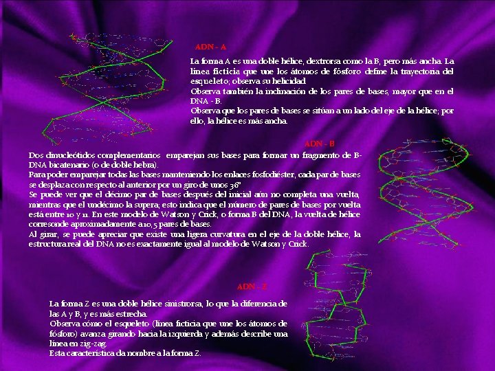 ADN - A La forma A es una doble hélice, dextrorsa como la B,