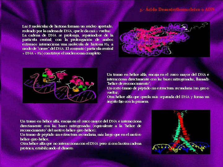 3. - Ácido Desoxirribonucleico o ADN Las 8 moléculas de histona forman un núcleo