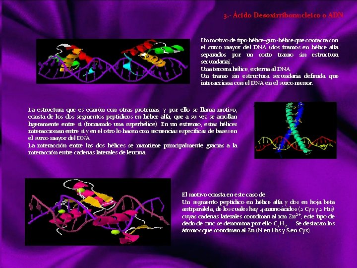 3. - Ácido Desoxirribonucleico o ADN Un motivo de tipo hélice giro hélice que