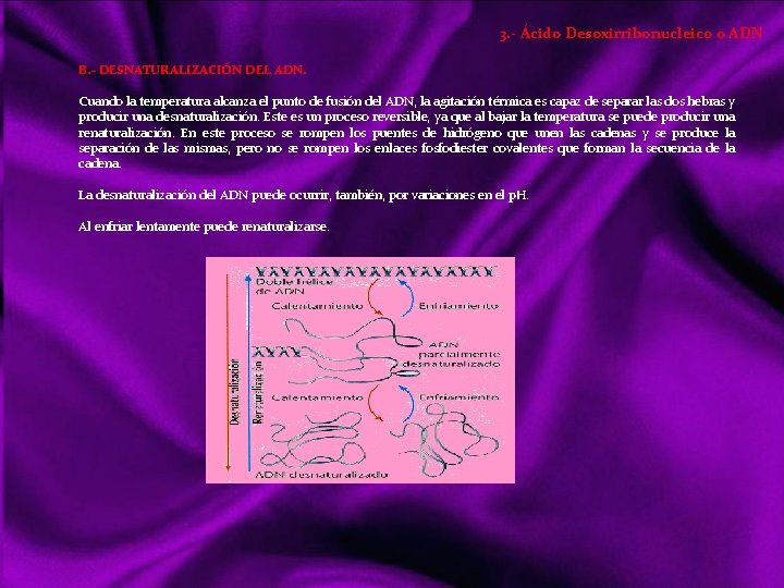 3. - Ácido Desoxirribonucleico o ADN B. - DESNATURALIZACIÓN DEL ADN. Cuando la temperatura