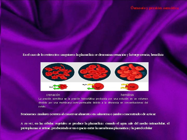 Ósmosis y presión osmótica En el caso de los eritrocitos sanguíneos la plasmólisis se
