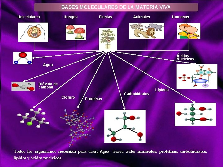BASES MOLECULARES DE LA MATERIA VIVA Unicelulares Hongos Plantas Animales Humanos Ácidos Nucleicos Agua