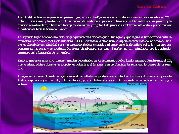 Ciclo del Carbono El ciclo del carbono comprende, en primer lugar, un ciclo biológico