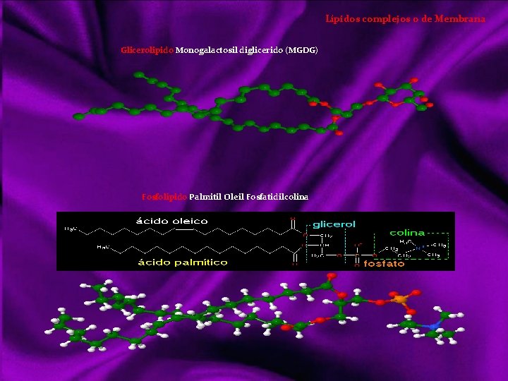 Lípidos complejos o de Membrana Glicerolipido Monogalactosil diglicerido (MGDG) Fosfolípido Palmitil Oleil Fosfatidilcolina 